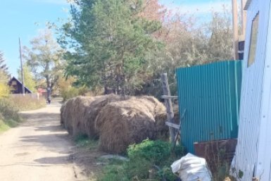 Дорожный фуршет для скота: владелицу коров в Хабаровском крае поймали на антисанитарии